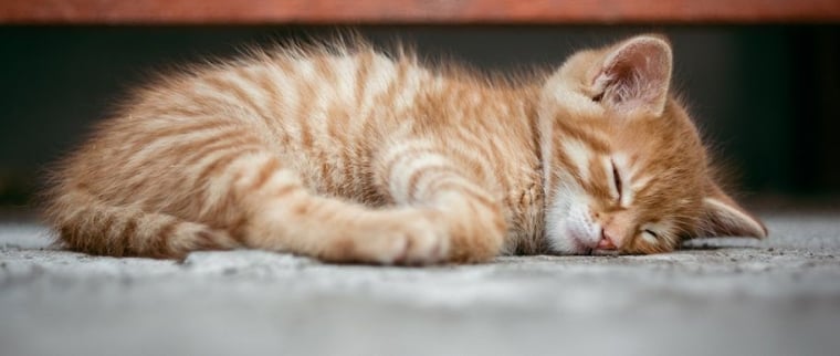 Allergies alimentaires chat